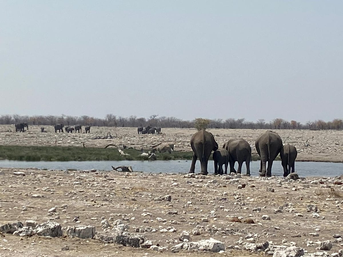 Etosha East - Onguma Bush-Camp