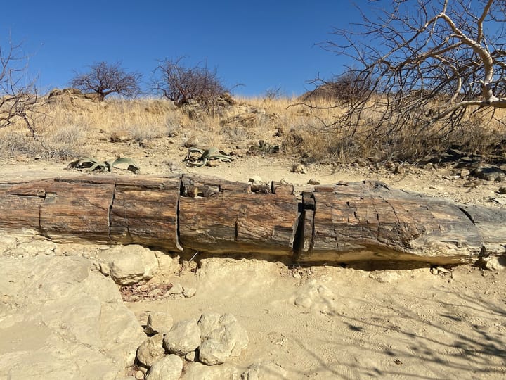 Etosha South - Tag 1
