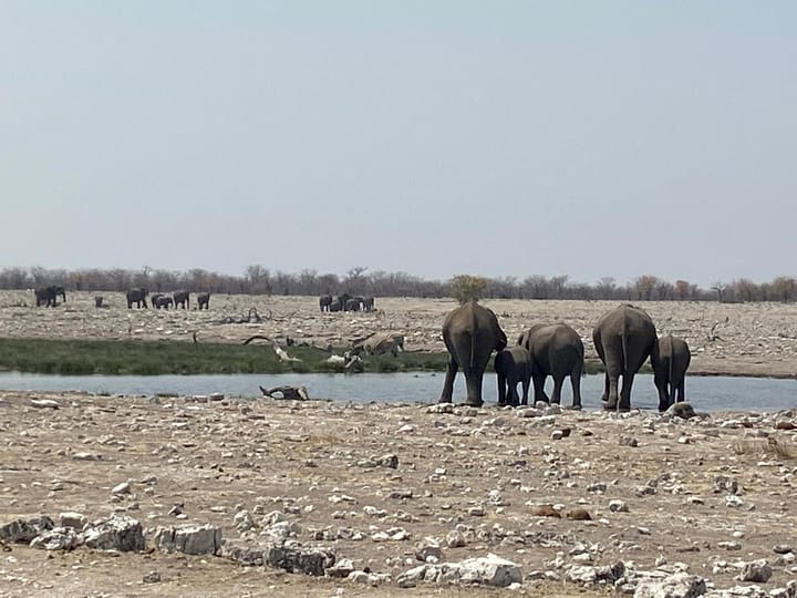 Etosha East - Onguma Bush-Camp